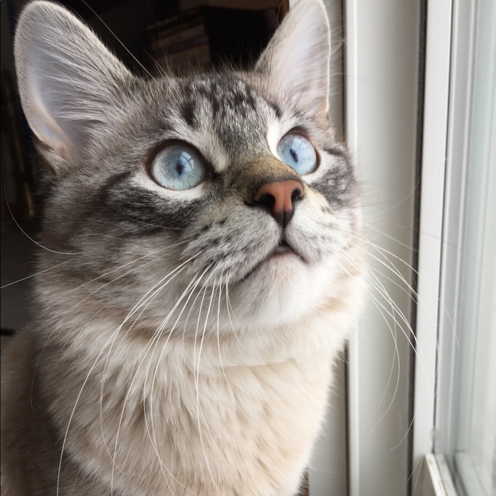 Meet your Posher, Kara